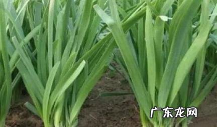 羊肉为什么配韭菜花 羊肉为什么配韭菜花好吃