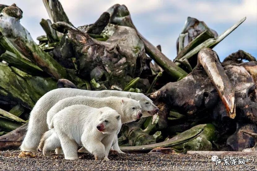 bigbigworld本地下载 bigbigworld图片