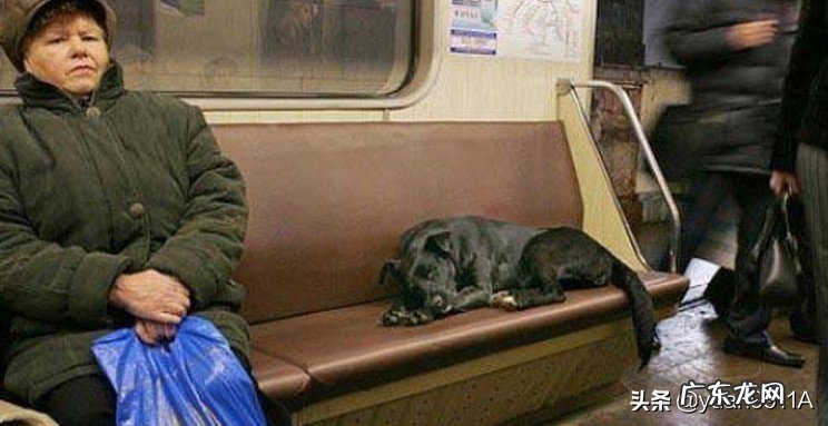 为什么动物在自然界中都能找到食物,而在城市中,流浪动物却基本都饿的皮包骨头?