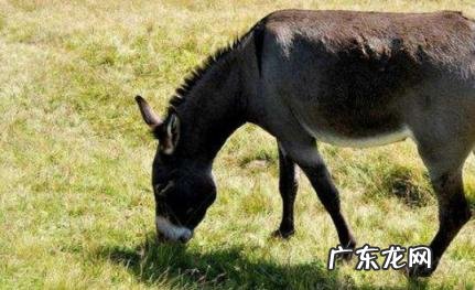 博士买驴打一生肖 博士买驴成语意思