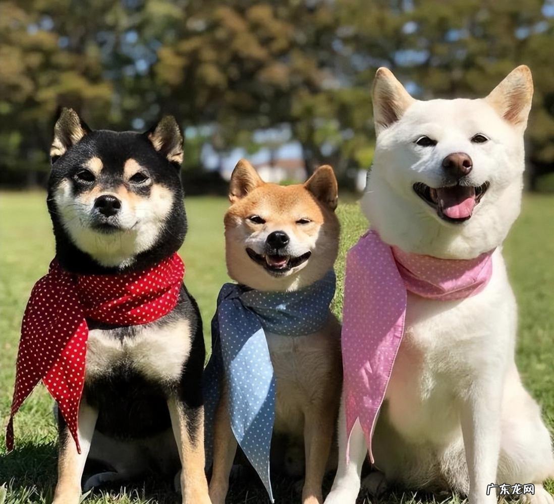 柴犬价格多少钱一只 不同颜色的柴犬价格不同嘛