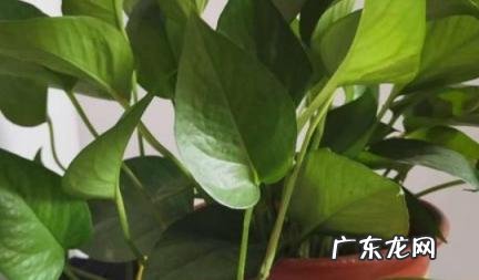 绿萝不宜放三大禁忌 绿萝不宜放三大禁忌食物