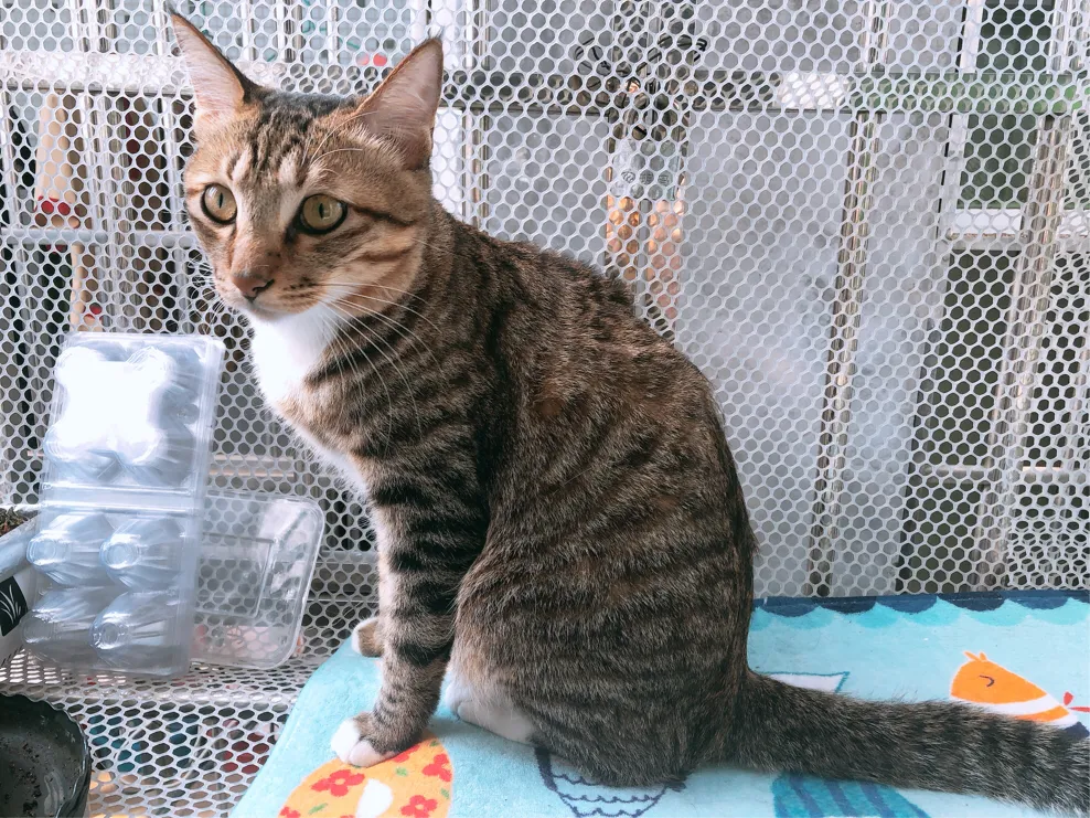 养只猫大概要花费多少钱呢?