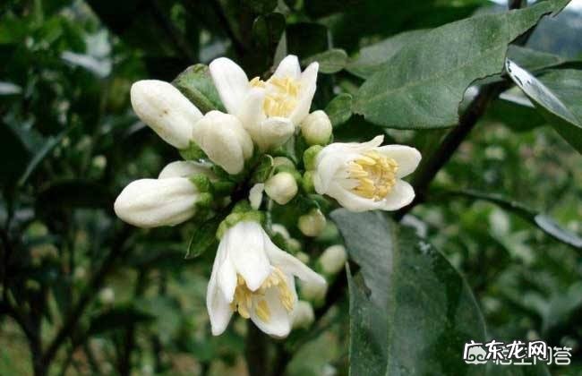 代代花是什么植物?有哪些特性?