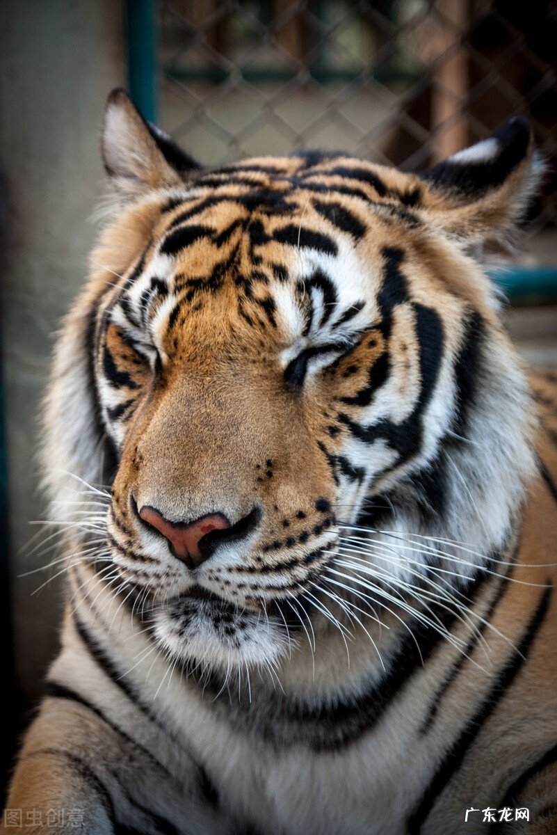 什么生肖和生肖虎能够平起平坐,平等相处?