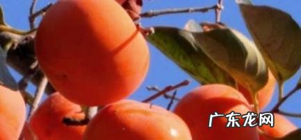 吃柿子的12个禁忌 吃柿子的12个禁忌熟柿子怎么保存