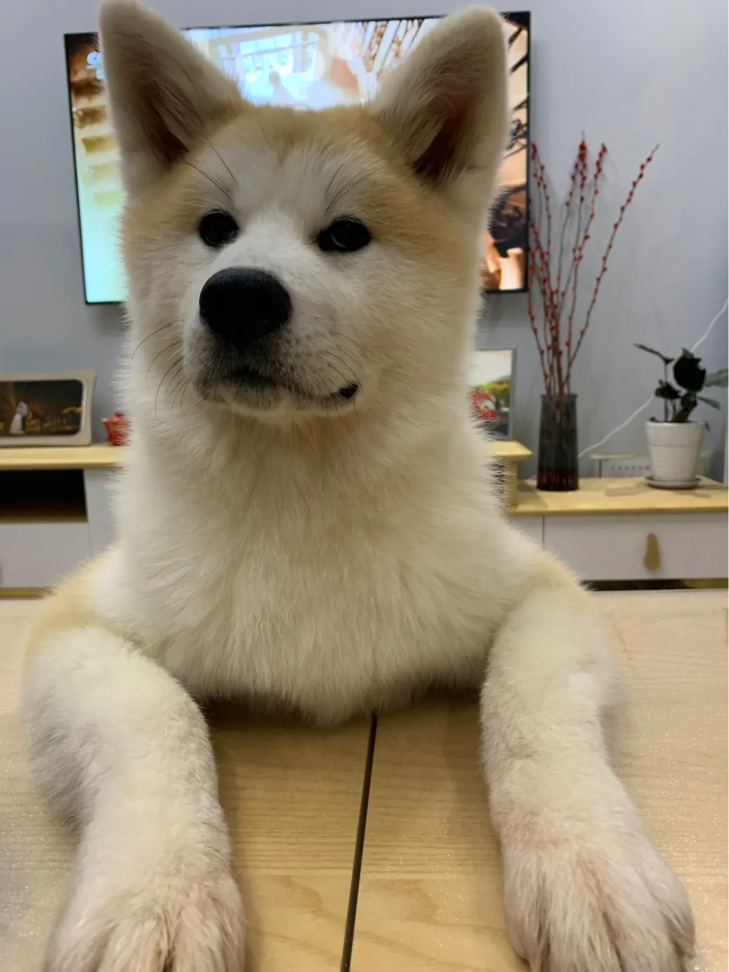 什么品种的狗狗,穷人养不起?