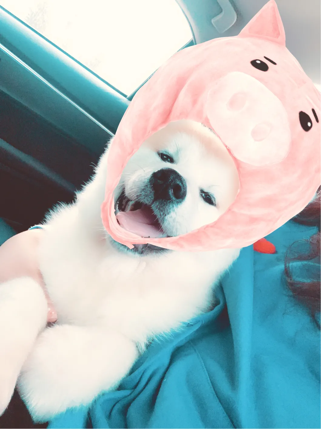 什么品种的狗狗,穷人养不起?