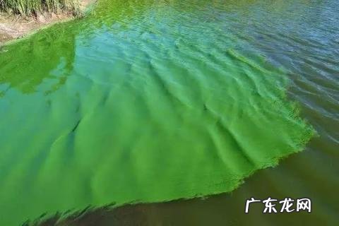 太湖蓝藻治理,蓝藻介绍及治理方法