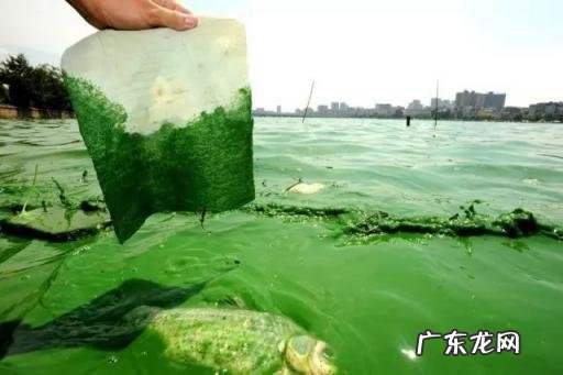 太湖蓝藻治理,蓝藻介绍及治理方法