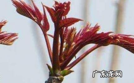 门前栽香椿树好不好 门前栽香椿树好不好呢