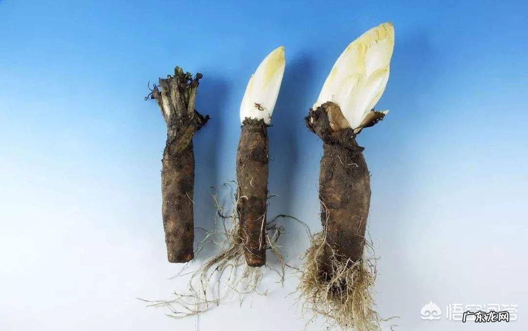 农村什么植物对降尿酸有效果?