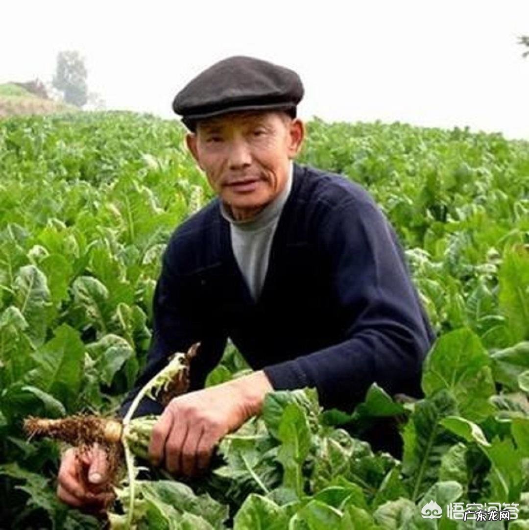 农村什么植物对降尿酸有效果?