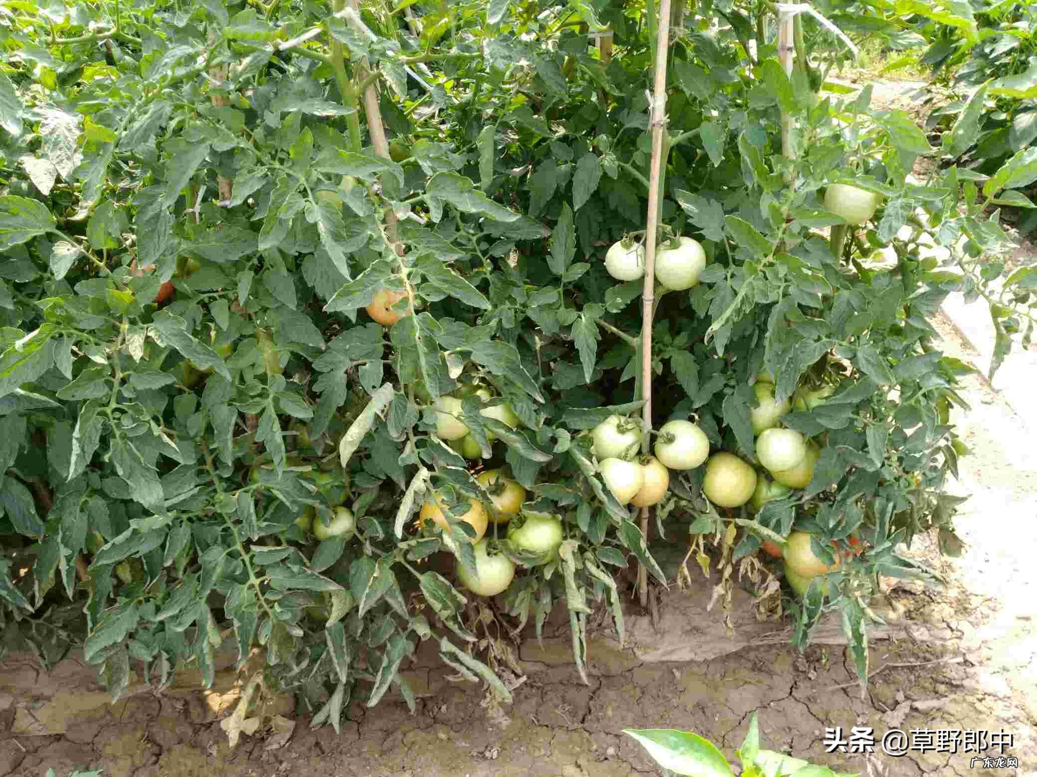 从《祖父的园子》中学到了什么?