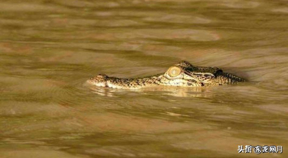 人类能不能用匕首在蟒蛇肚子里自救？