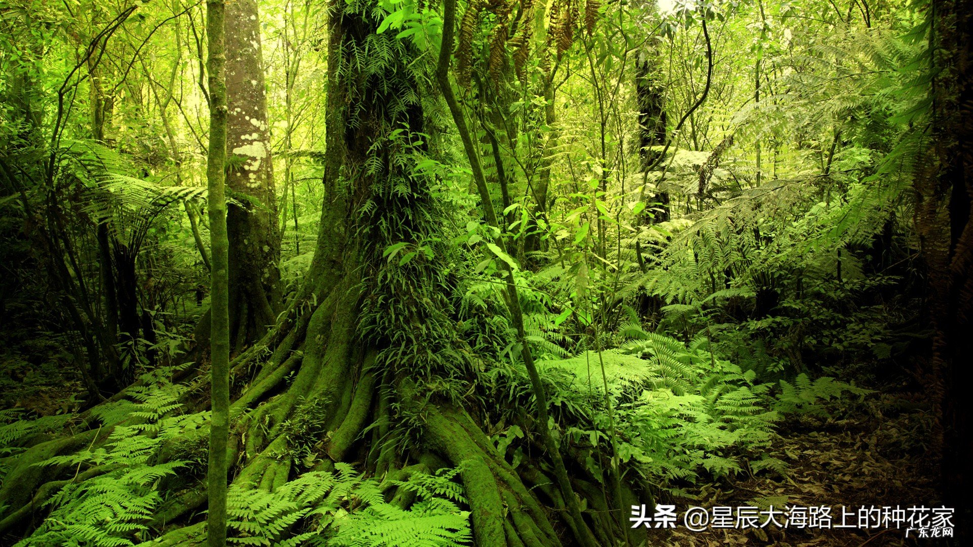 人类能不能用匕首在蟒蛇肚子里自救?