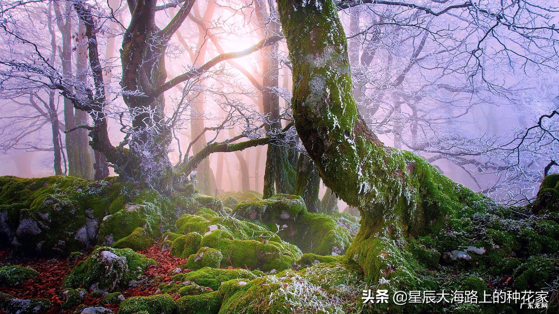 人类能不能用匕首在蟒蛇肚子里自救?