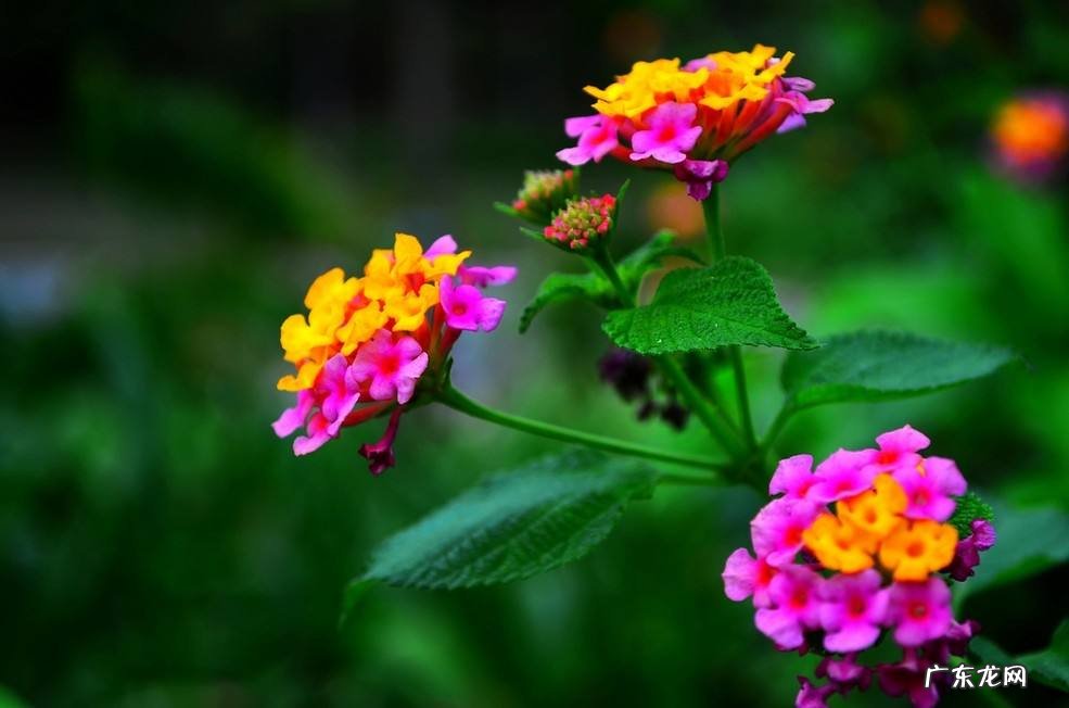 五色花养殖方法?