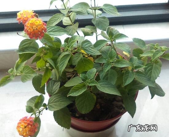 五色花养殖方法?