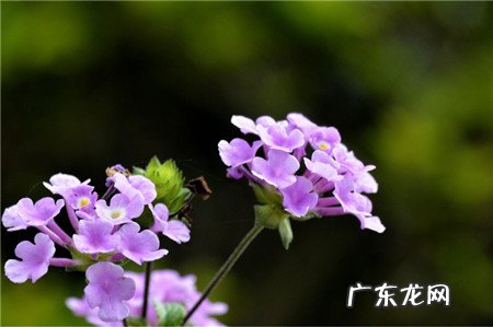 五色花养殖方法?