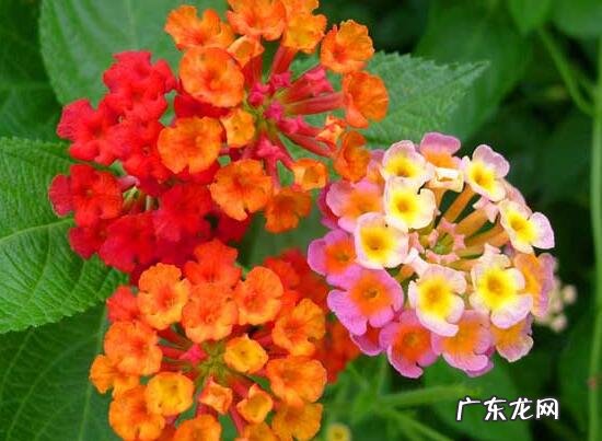 五色花养殖方法?