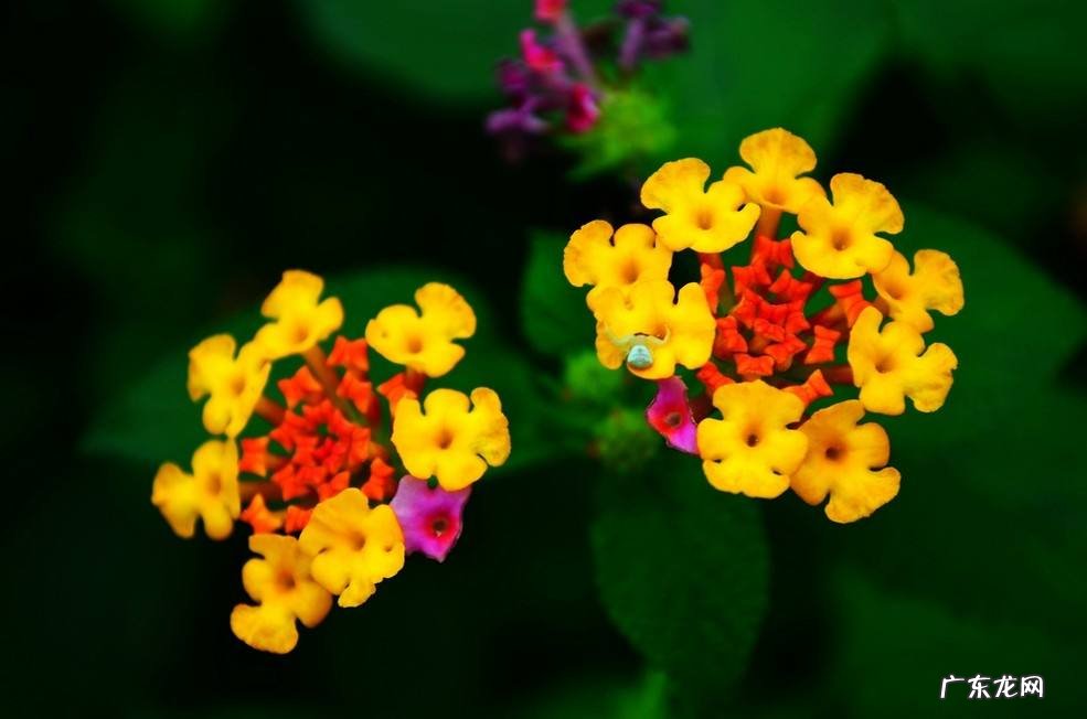 五色花养殖方法?