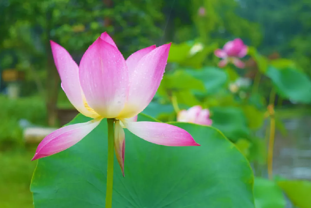 什么时候种荷花,怎样种?