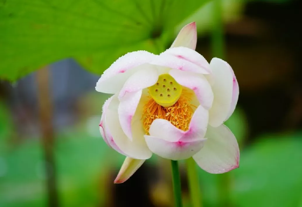 什么时候种荷花，怎样种？