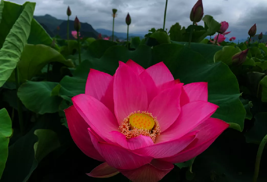 什么时候种荷花，怎样种？