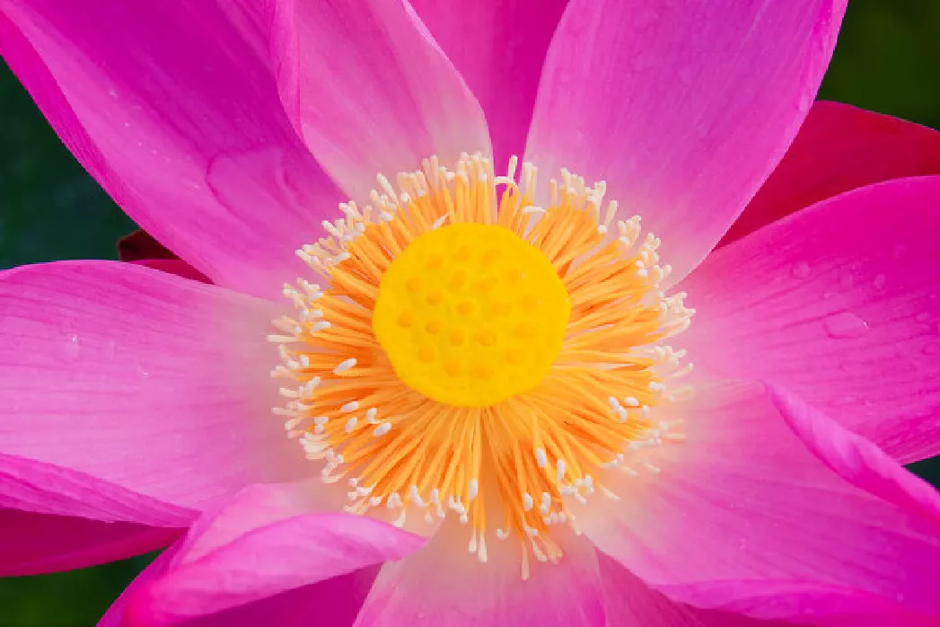 什么时候种荷花,怎样种?