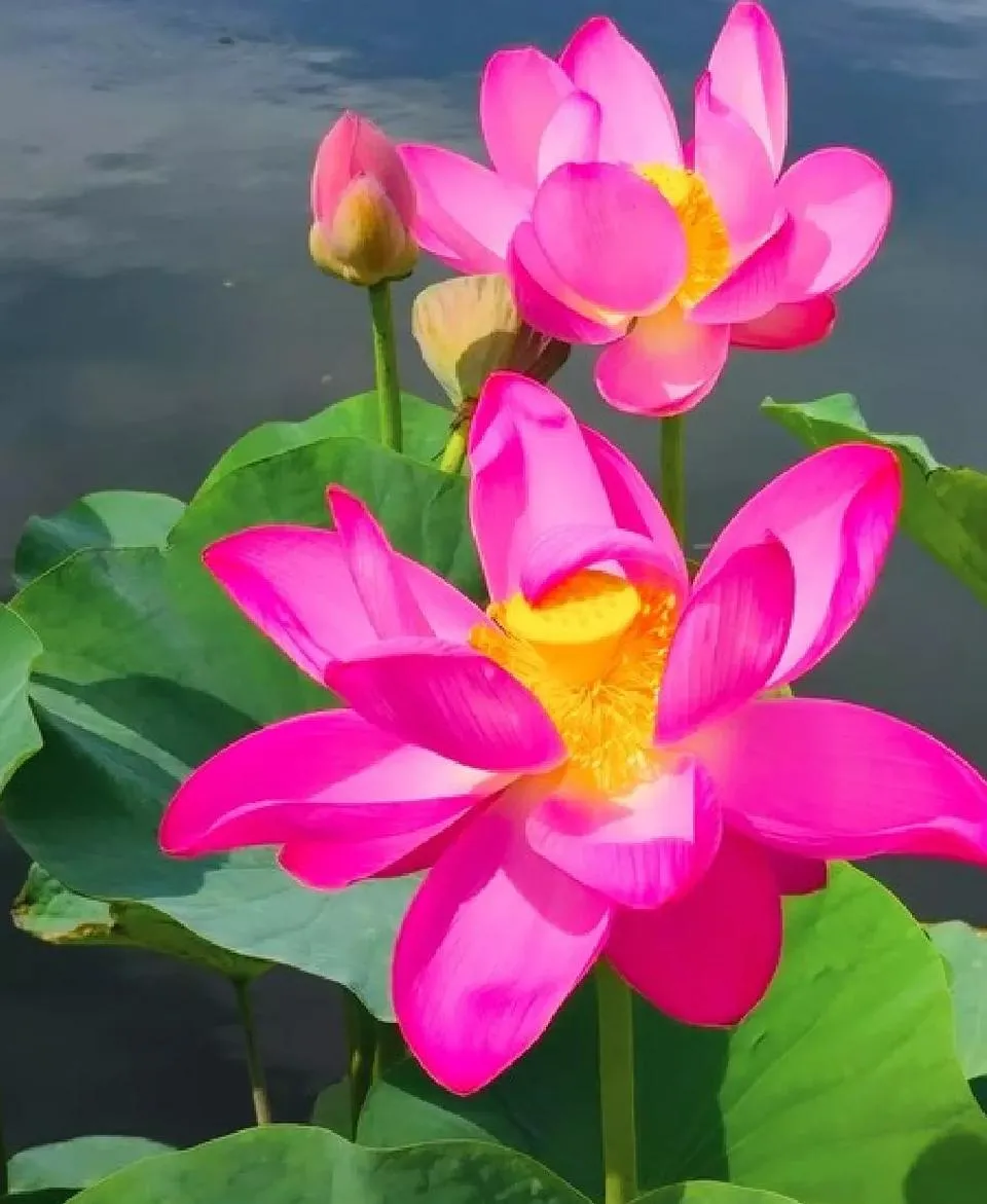 什么时候种荷花，怎样种？