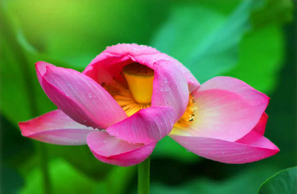 什么时候种荷花，怎样种？