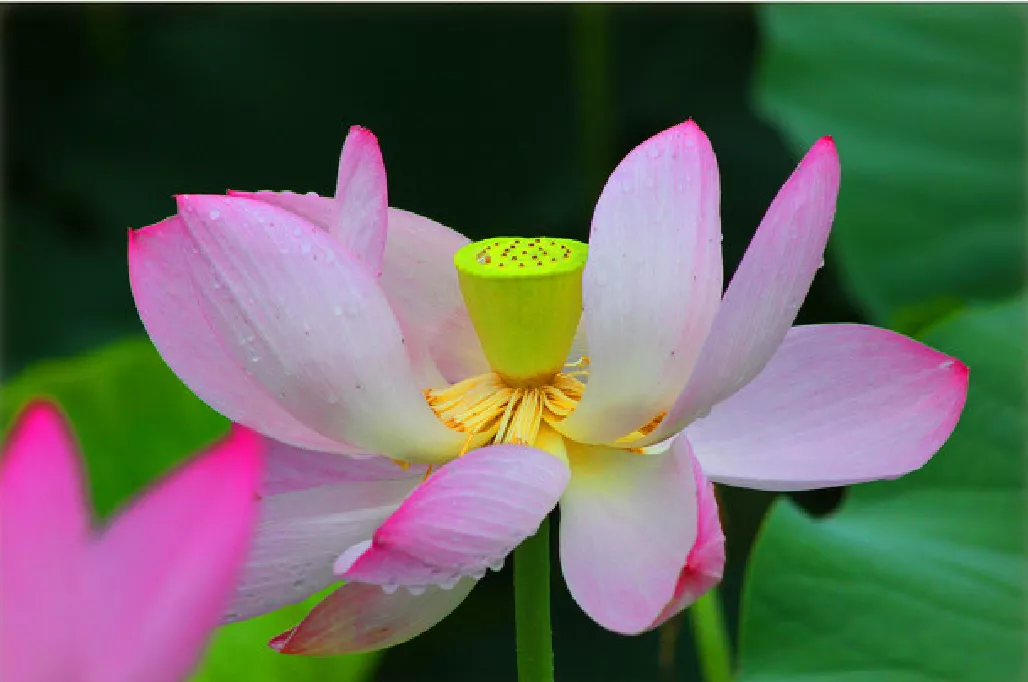 什么时候种荷花，怎样种？