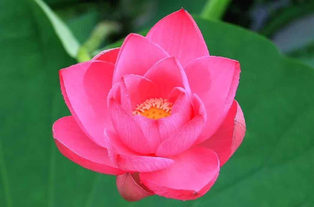 什么时候种荷花，怎样种？