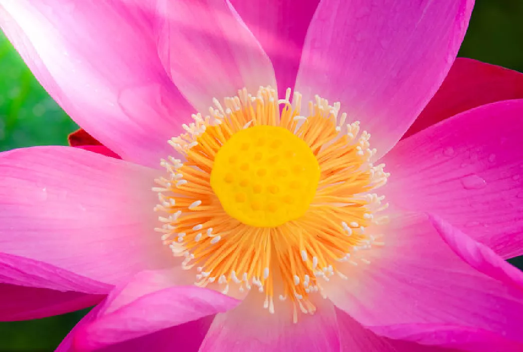 什么时候种荷花,怎样种?