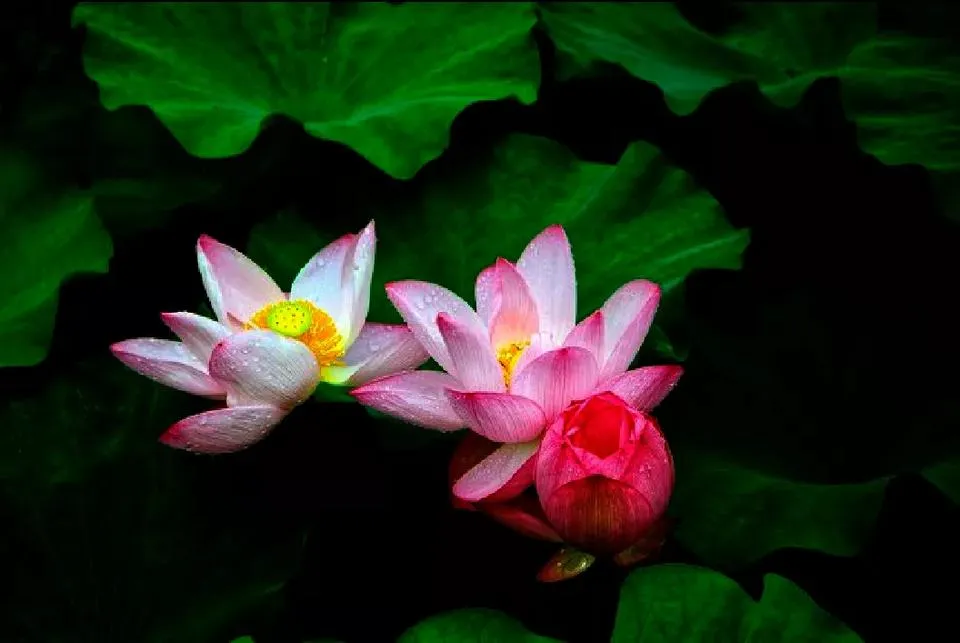 什么时候种荷花，怎样种？