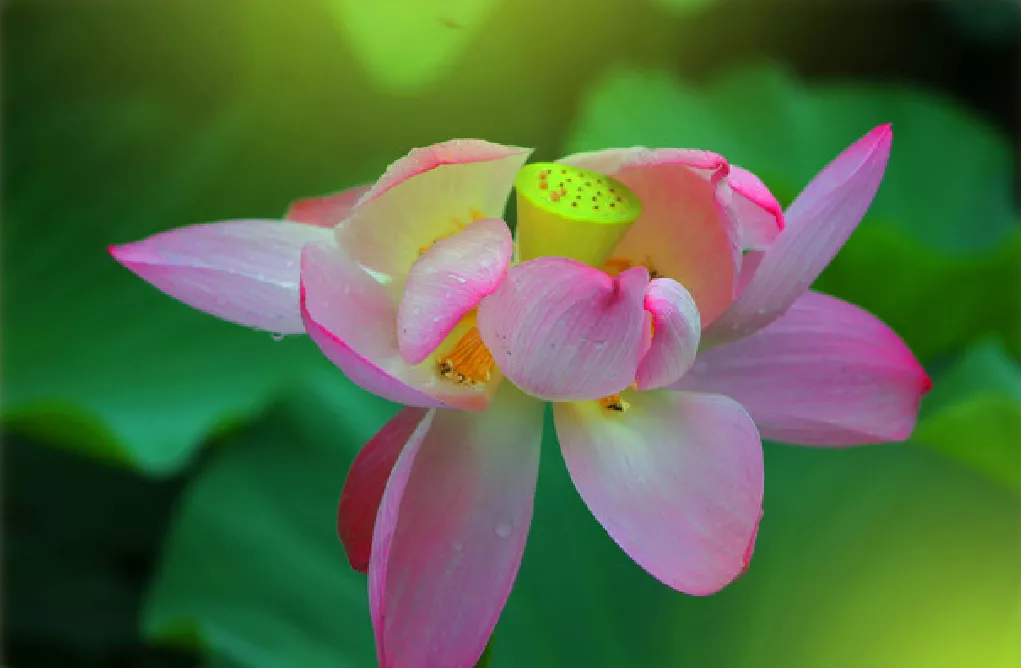 什么时候种荷花，怎样种？