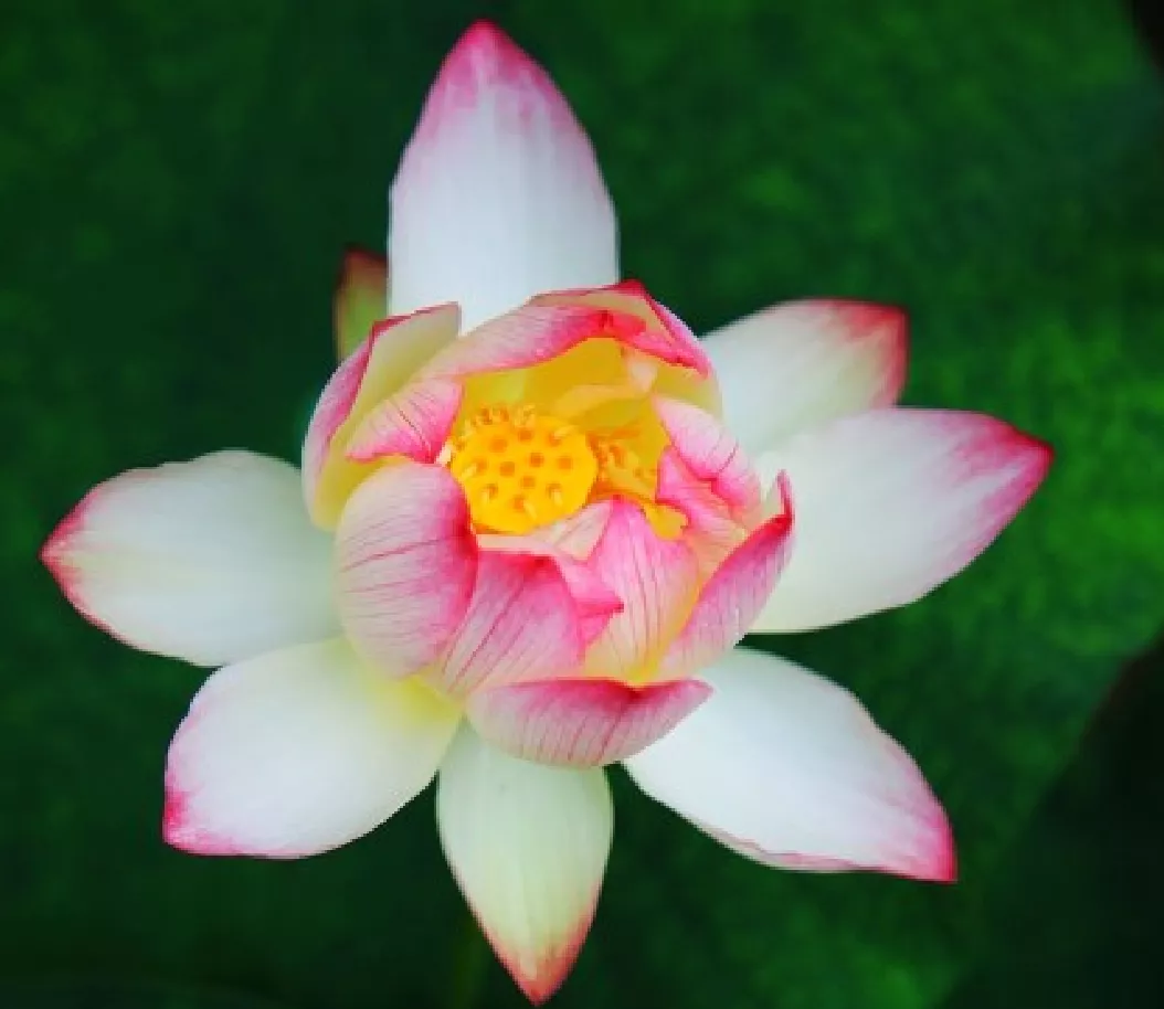 什么时候种荷花，怎样种？