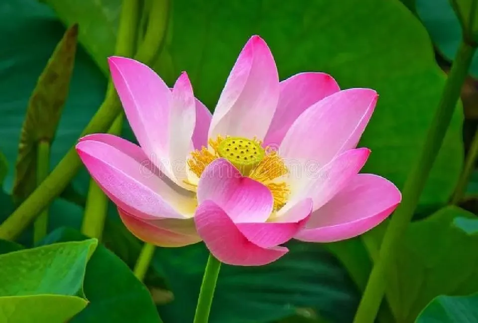 什么时候种荷花，怎样种？