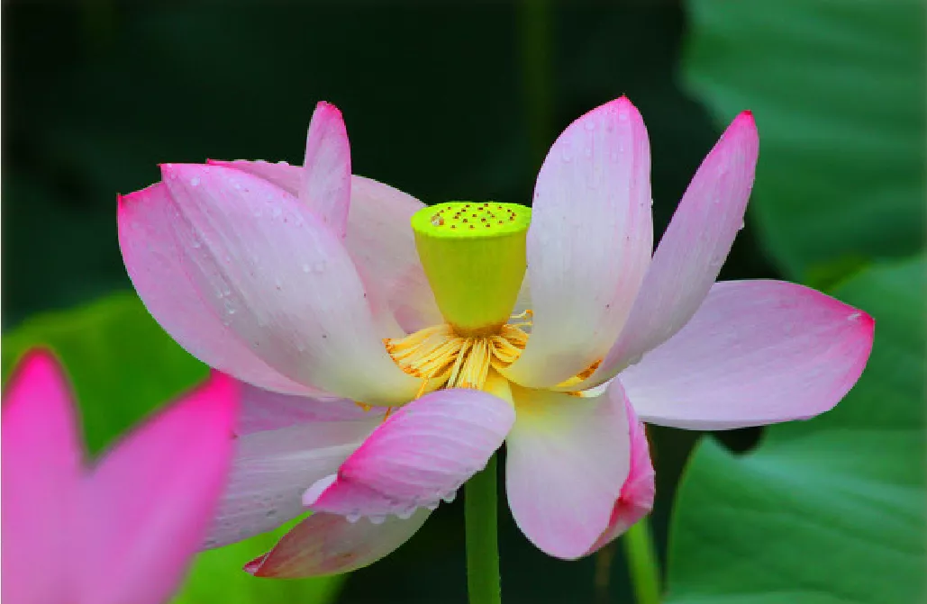 什么时候种荷花，怎样种？