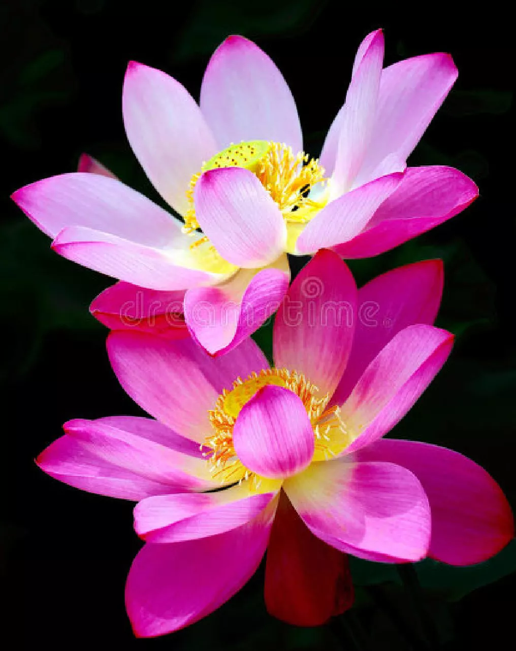 什么时候种荷花,怎样种?