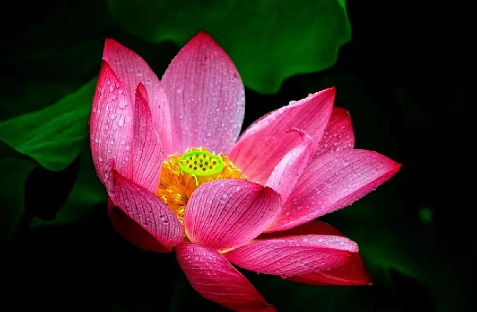 什么时候种荷花，怎样种？