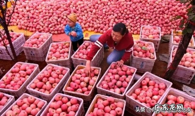 今年多地苹果减产了,价格涨么?