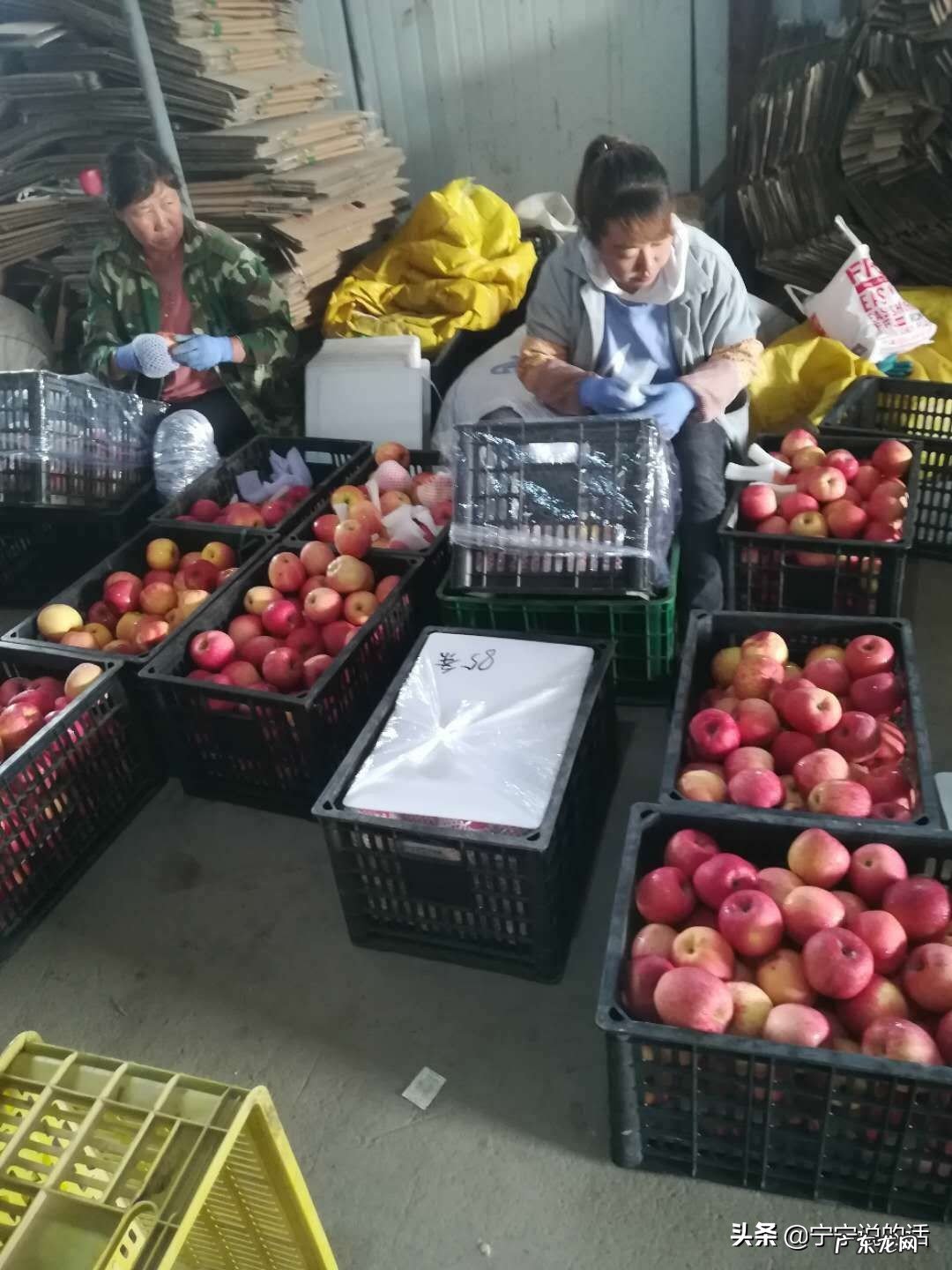 今年多地苹果减产了,价格涨么?