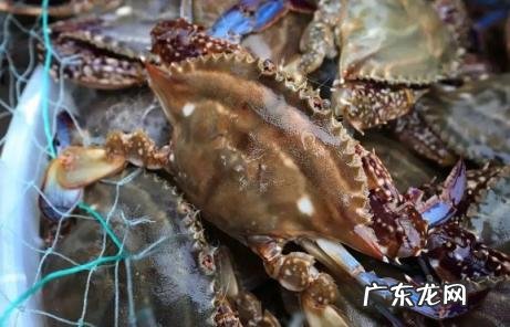 梭子蟹怎么挑选 今天买的梭子蟹明天吃怎么办