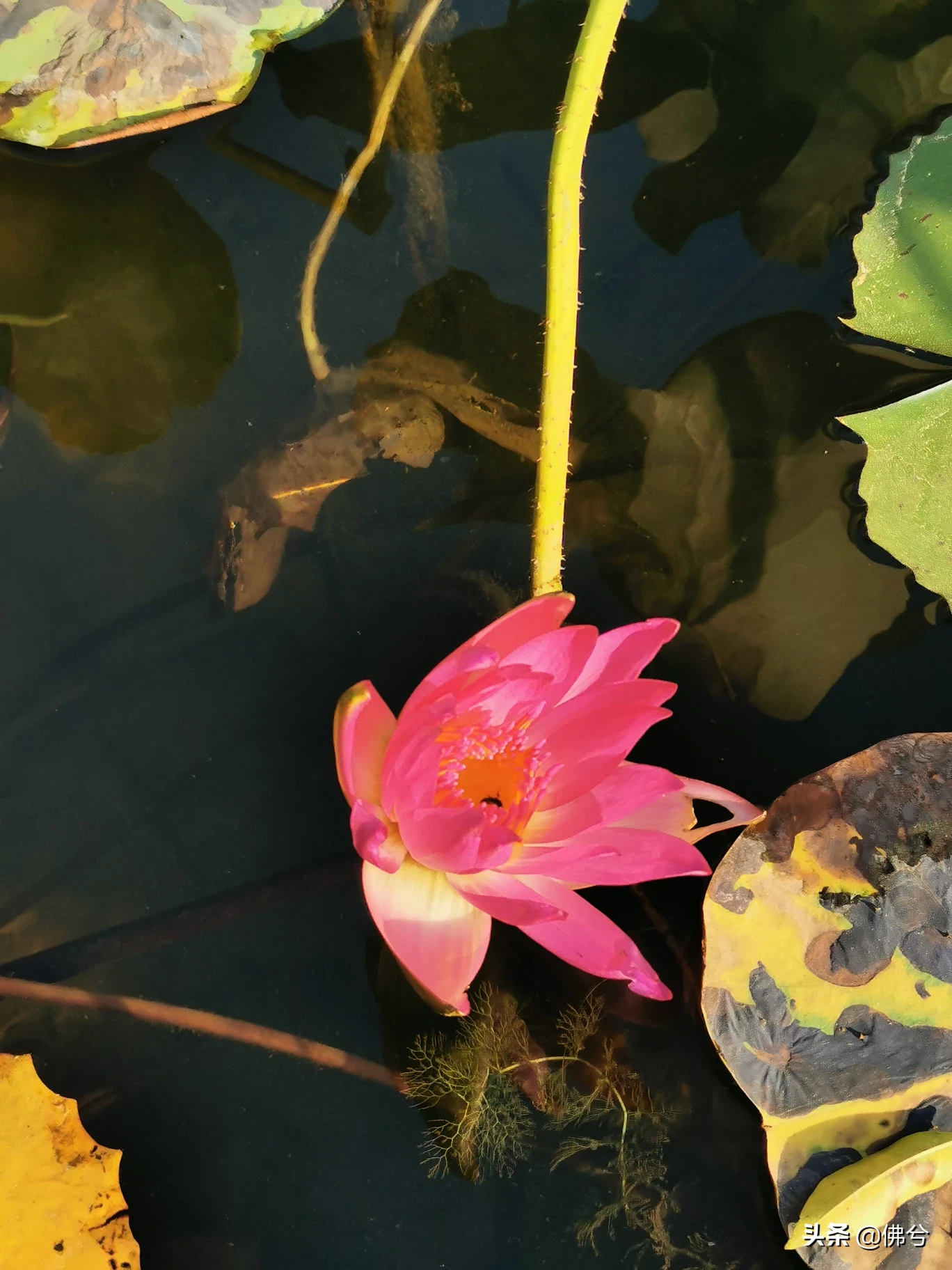 你是怎样走进秋天？