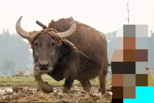 “冬至在头,冻死老牛;冬至在中,单衣过冬”是什么含义?今年会很冷吗?