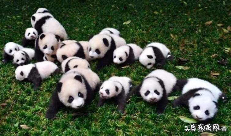 为什么大熊猫会变成国宝?