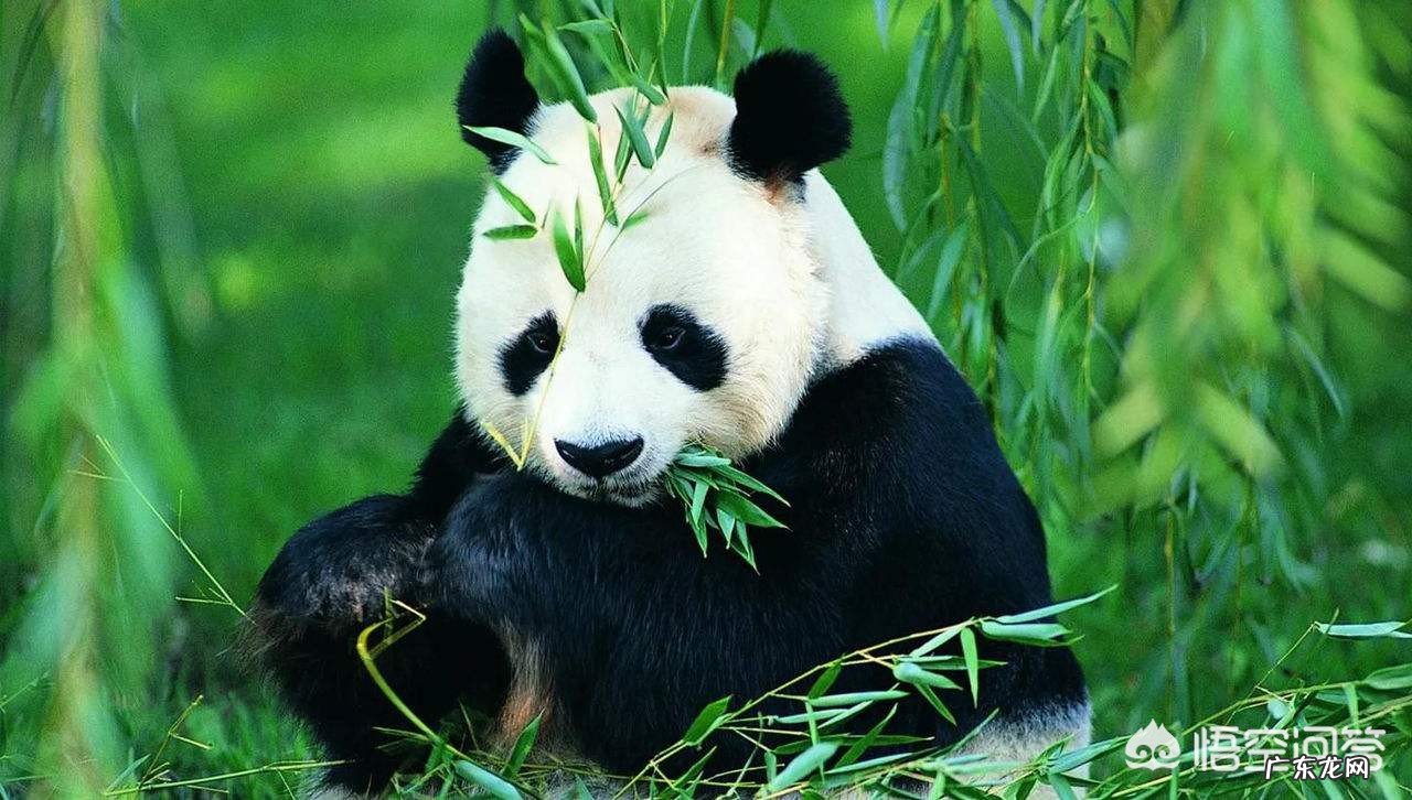 为什么大熊猫会变成国宝?