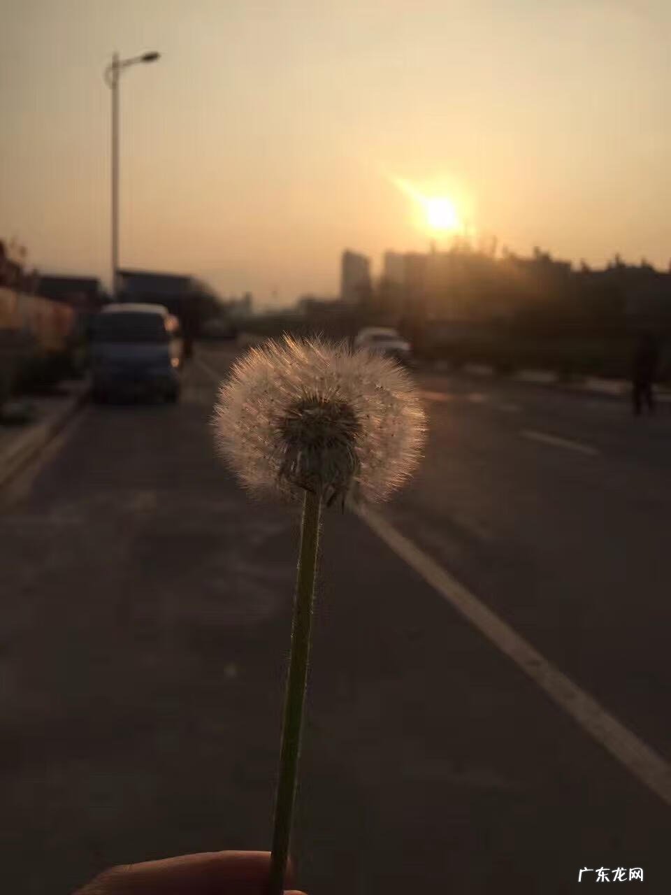 家里养鸟对风水好不好 公司养鸟的风水好处是什么